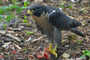 peregrine