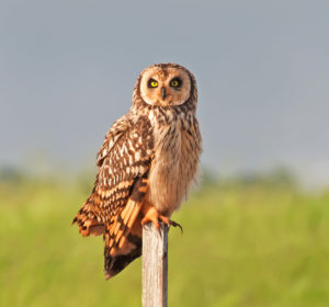 shortearedowl